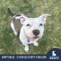 Photo of Millie   3 Year Old Staffy X Bulldog (Trial)