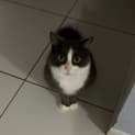 Photo of Oreo