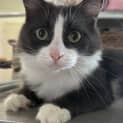 Photo of Oreo