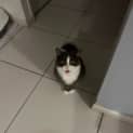 Photo of Oreo