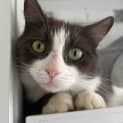 Photo of Oreo