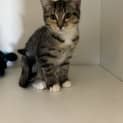 Photo of Prada