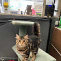 Photo of Simba 