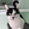 Photo of Tux