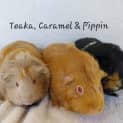 Photo of Teaka, Caramel & Pippin