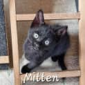 Photo of Mitten