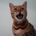 Photo of Phoenix