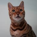 Photo of Phoenix
