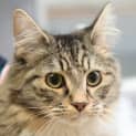 Photo of Duchess
