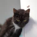 Photo of Wisky