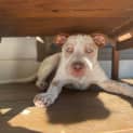 Photo of Oakley