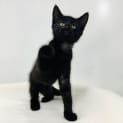 Photo of Swift Located In Preston