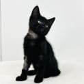 Photo of Swift Located In Preston