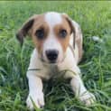 Photo of Mowgli