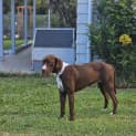 Photo of Roo