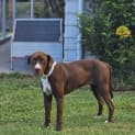 Photo of Roo