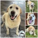 Photo of Yo Yo 