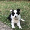 Photo of Blossom