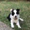 Photo of Blossom