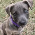 Photo of Boo