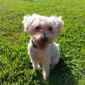 Photo of Chester