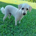 Photo of Chester