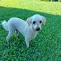 Photo of Chester
