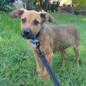 Photo of Zinnia