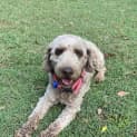 Photo of Polly