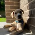 Photo of Astra 9 Week Old Staffy X (Trial)