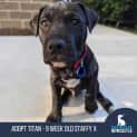 Photo of Titan 9 Week Old Staffy X (Trial)