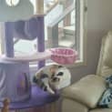 Photo of Trinity 1 Year Old Domestic Short Hair (Trial)