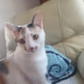 Photo of Trinity 1 Year Old Domestic Short Hair (Trial)