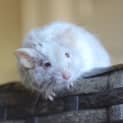 Photo of Tiny Tim