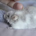 Photo of Tiny Tim