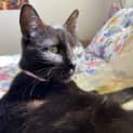 Photo of Zola