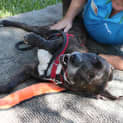 Photo of Dexter