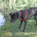 Photo of Dexter