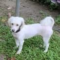 Photo of Chilli