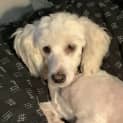 Photo of Chilli