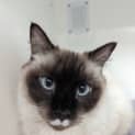 Photo of Tonka