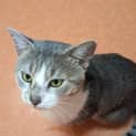 Photo of Cable