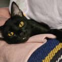 Photo of Snaggle