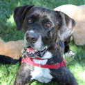 Photo of Dexter