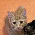 Photo of Crunchie