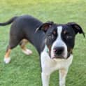 Photo of Sled