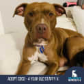 Photo of Coco   4 Year Old Staffy X (Trial)