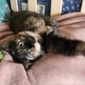 Photo of Iris   Located In Templestowe