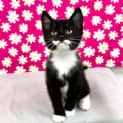 Photo of Archer Located In Preston