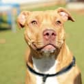 Photo of Nala